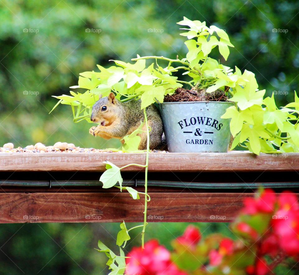 Squirrel Eating in Shade 