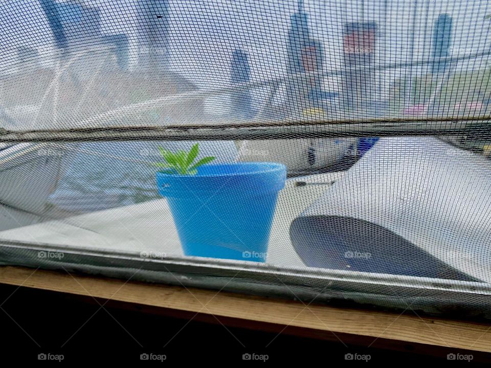 This is a view through the front window of “Salvation”, our 28 foot cruiser we call home. We had a little palm tree that unfortunately died but in its stead sprung up a little green plant. 2023. Hypnotic Productions