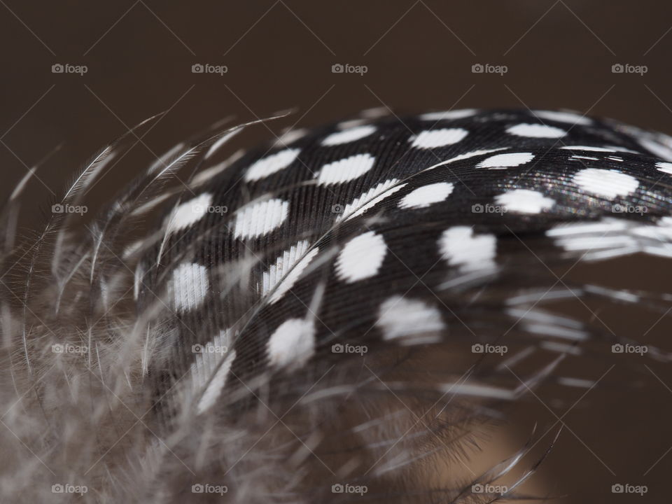 Spotted feather