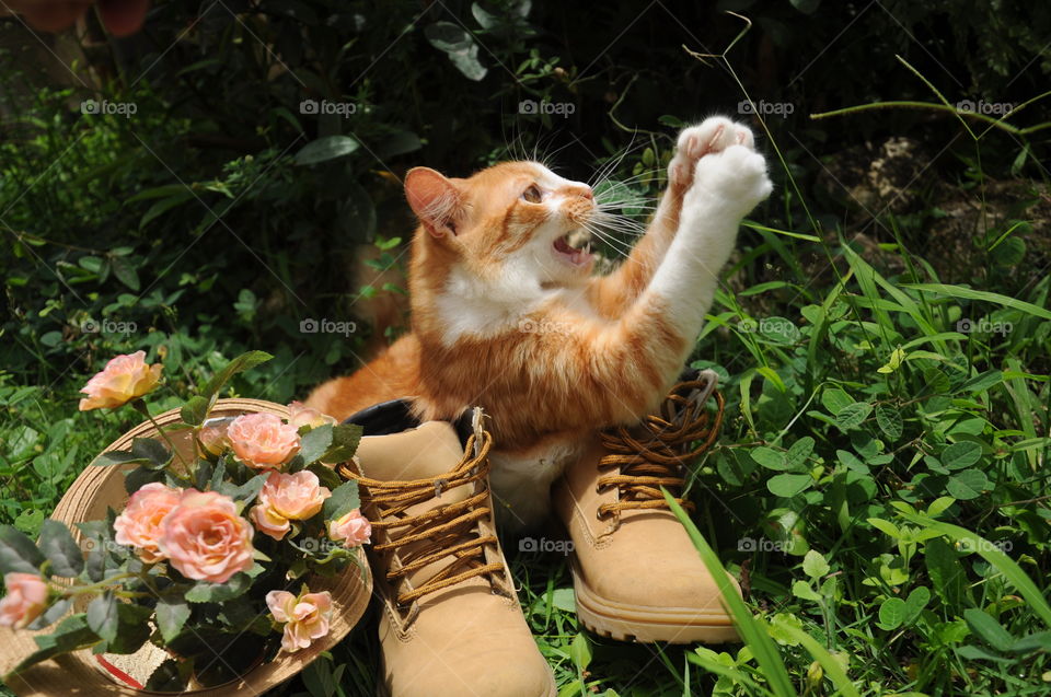 Cat in boots hunting