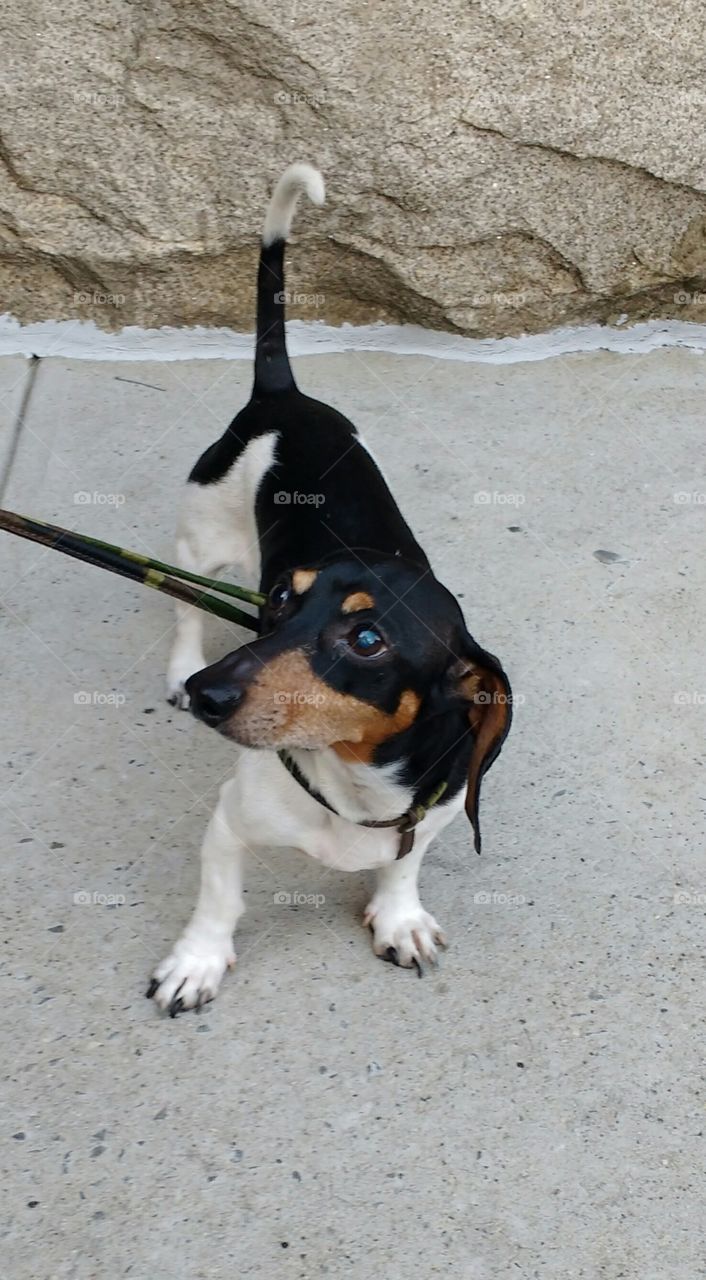 Dachshund looking up at Dad