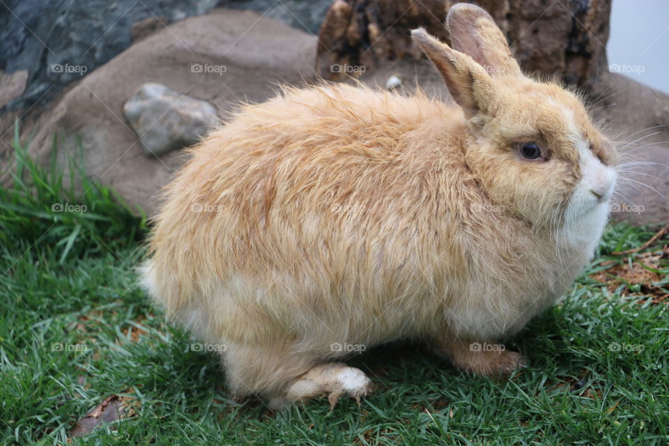 Young brown red fluffy bunny 