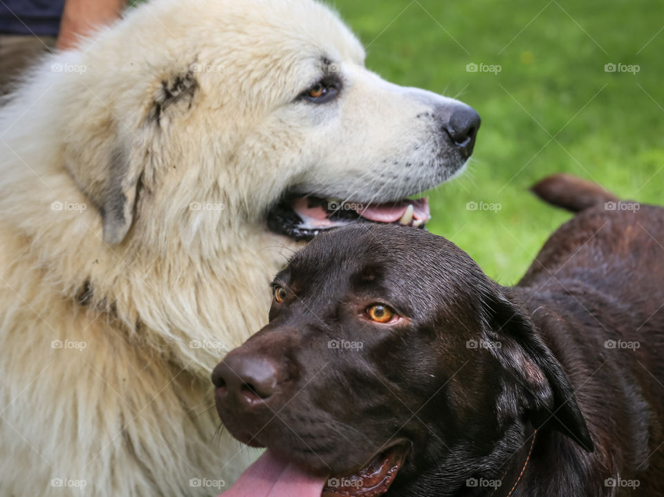 Dog, Mammal, Canine, Portrait, No Person