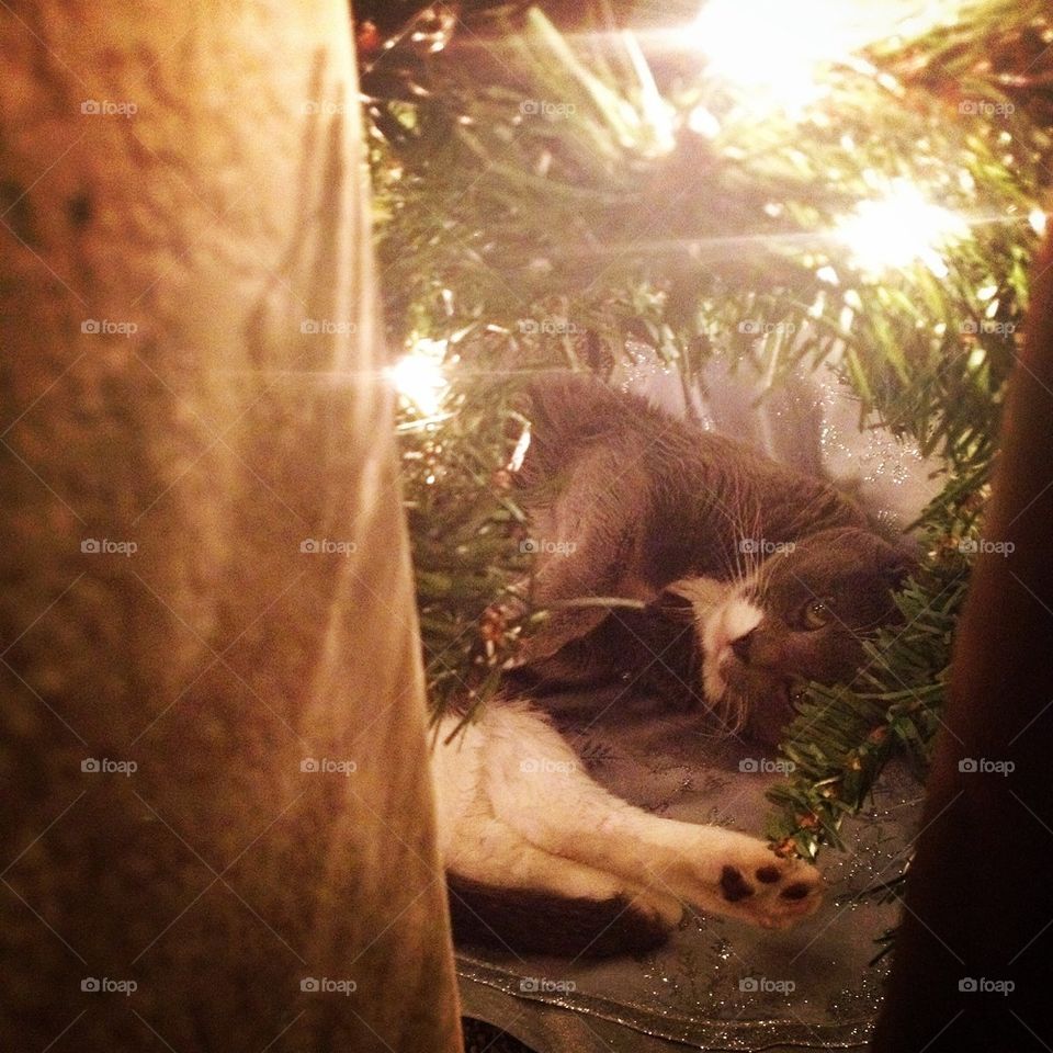 Kitty in the tree