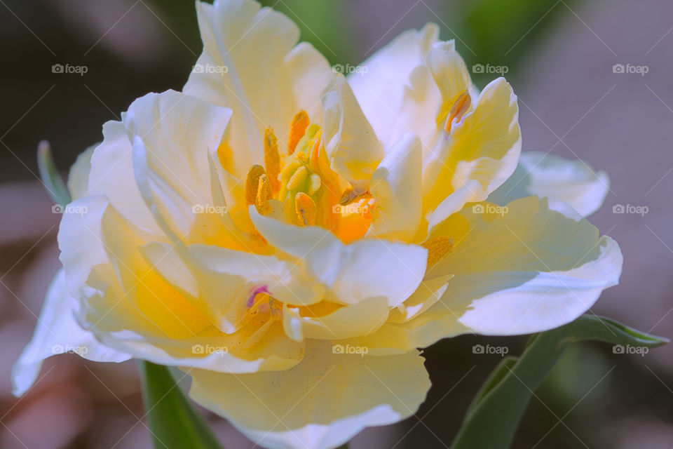 Amazingly beautiful white tulip flower in full bloom