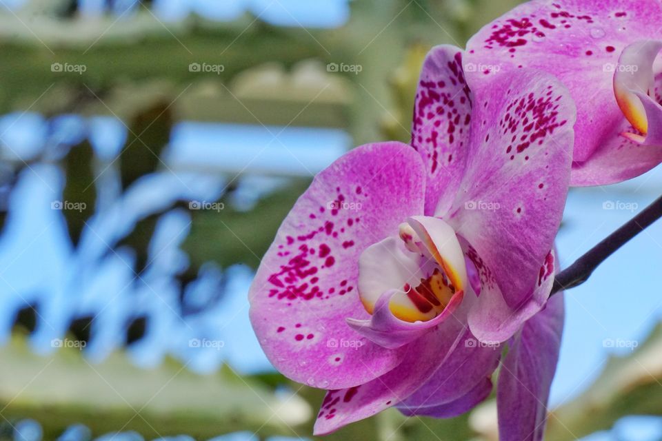 Close-up of pink flowers