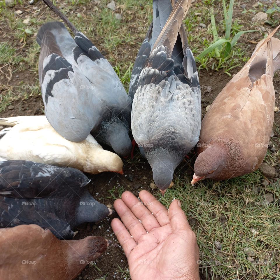 Pigeons being fed rice in the yard