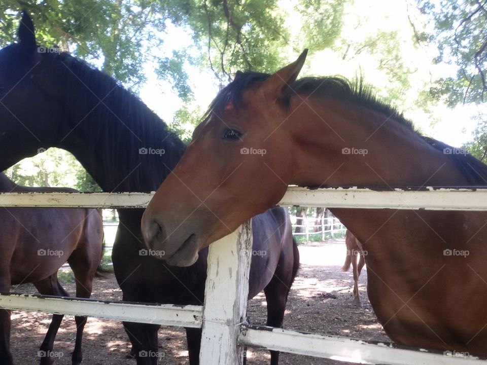 Horse on a farm