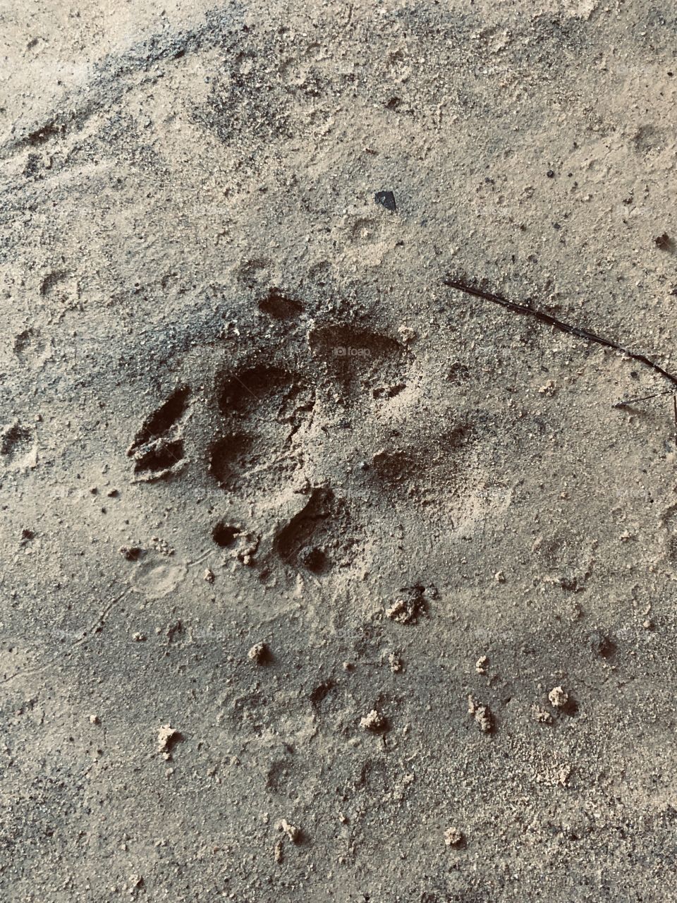 Canine paw print on sandy river bank 