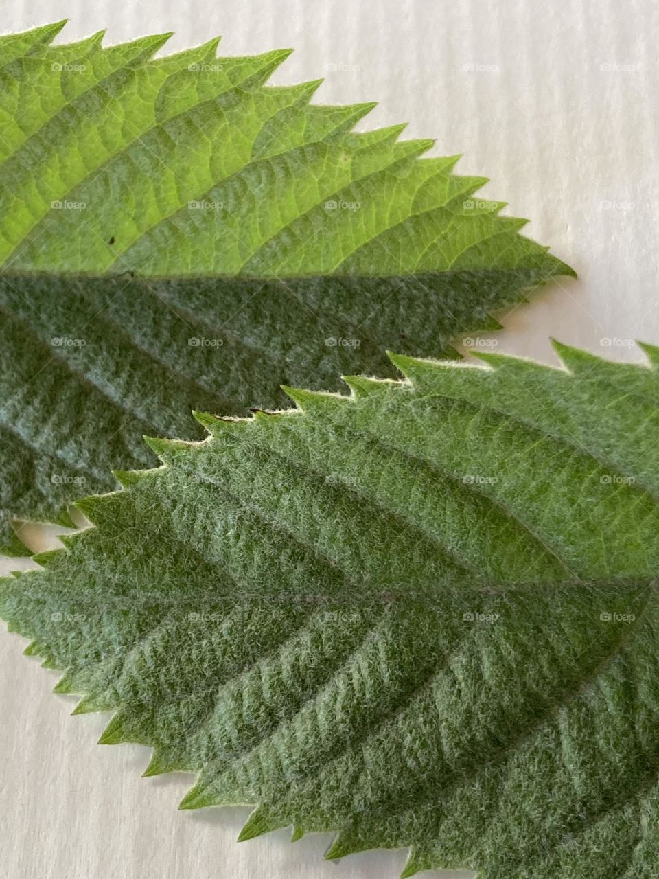 Folhas perfeitas e opostas. Folhas verdes com nervuras bem destacadas.