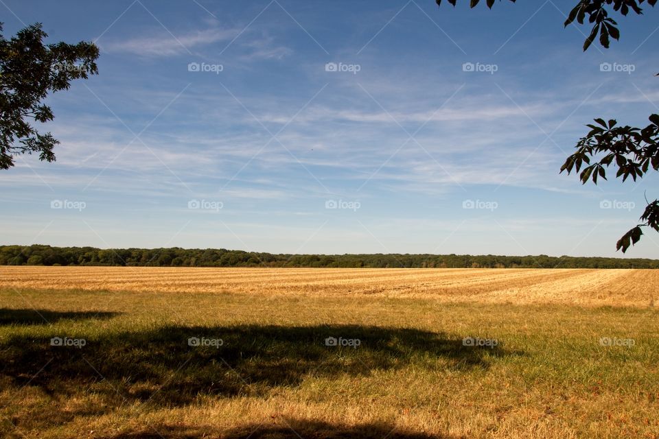 wheat field in the summer
