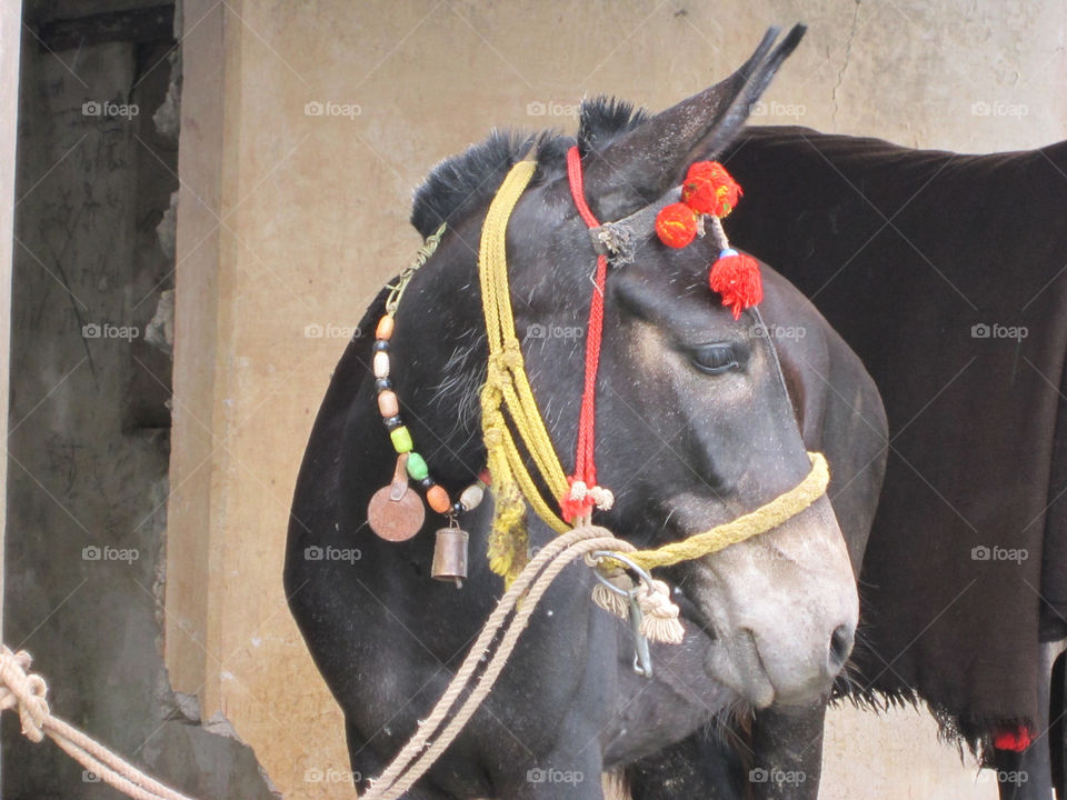 himalayas horse donkey mule by tusharpainuly