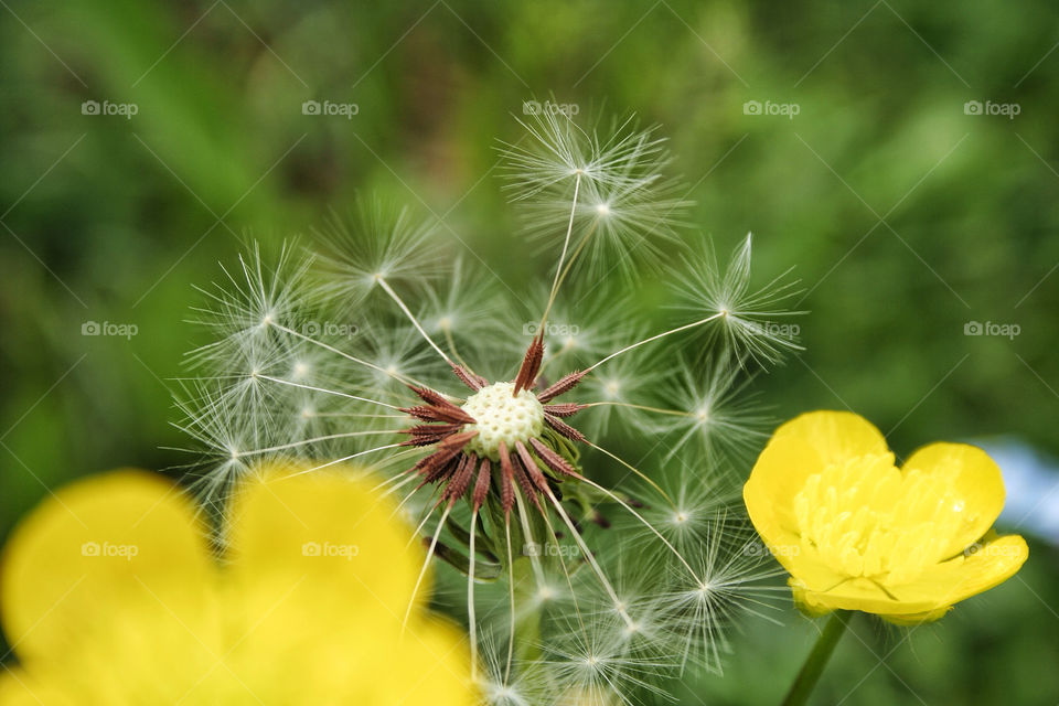 green yellow dandelion flower by nader_esk
