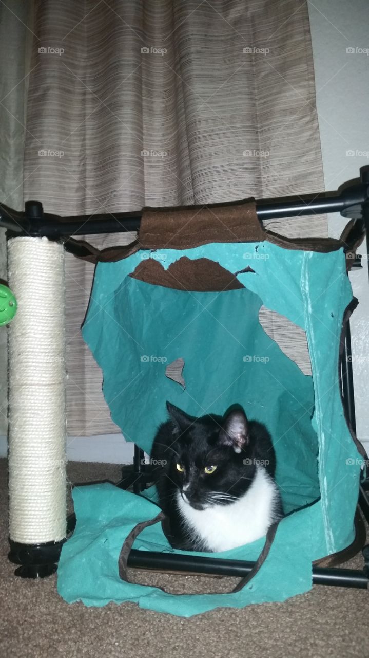 Cat playhouse