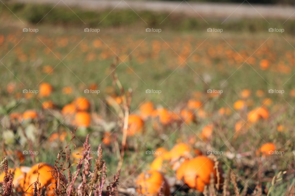 Pumpkin patch 