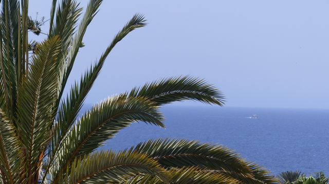 Palm