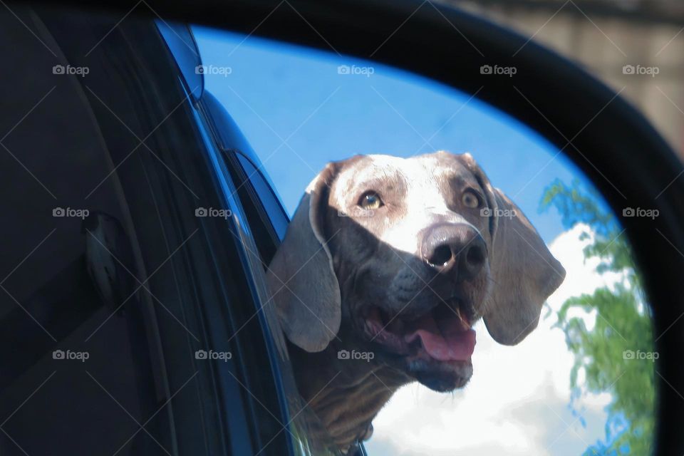 A dog sticks her head out of a car window and enjoys the ride while her human takes a picture. 