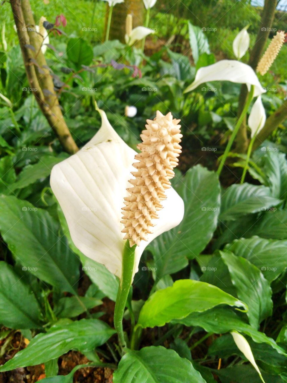 Spathiphyllum kochii.