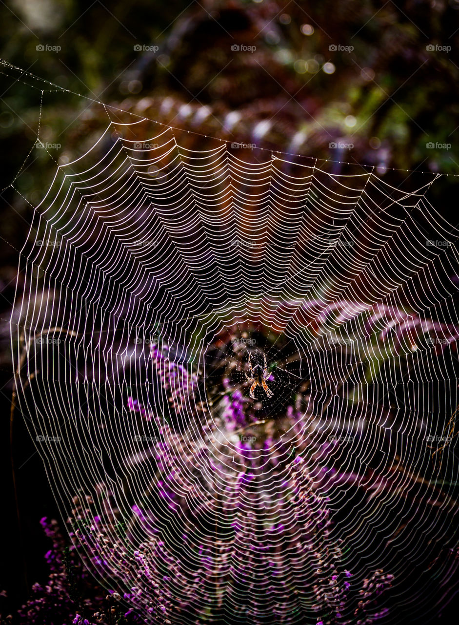 Spider in a web