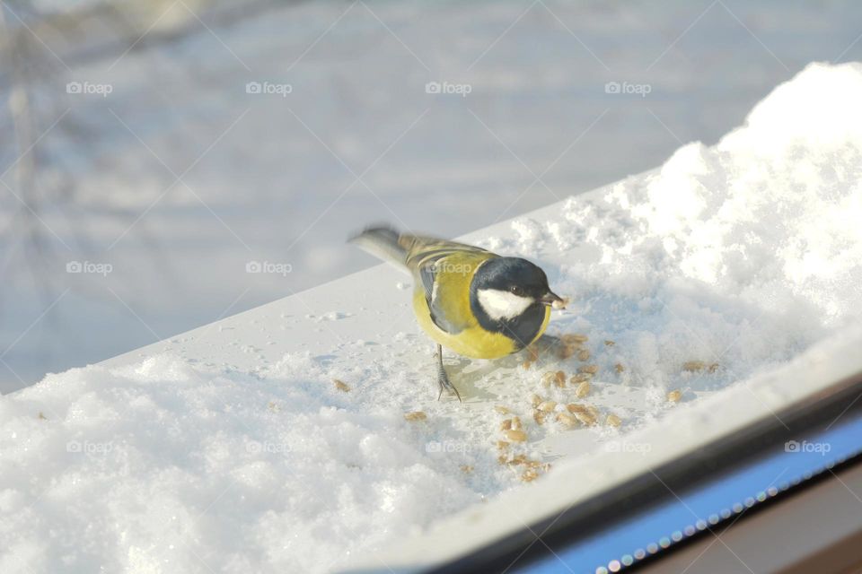 little bird eating seeds winter time