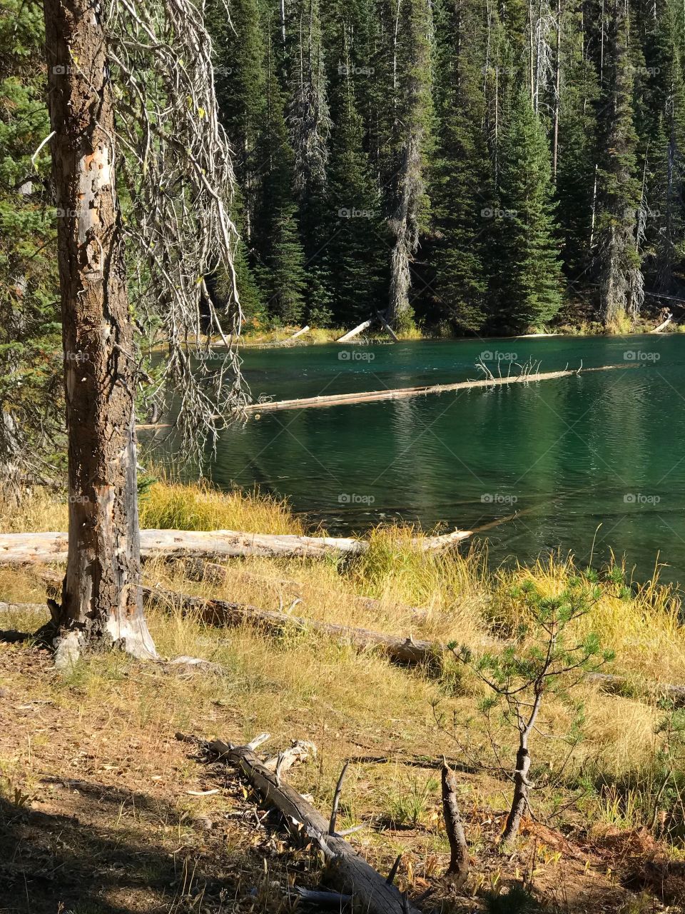 Oregon’s beautiful Deschutes River at Blue Hole near its headwaters in the forest with the wild grasses on its banks in splendid fall colors of yellow, red, and orange on a sunny autumn day.