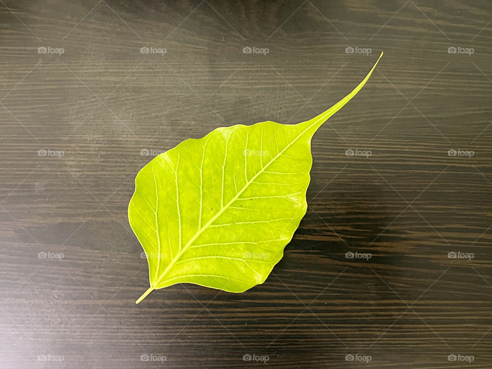 Banyan tree leaf on a wooden background 