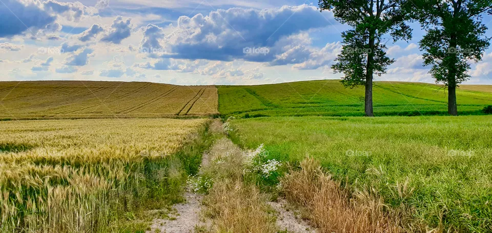 Field 