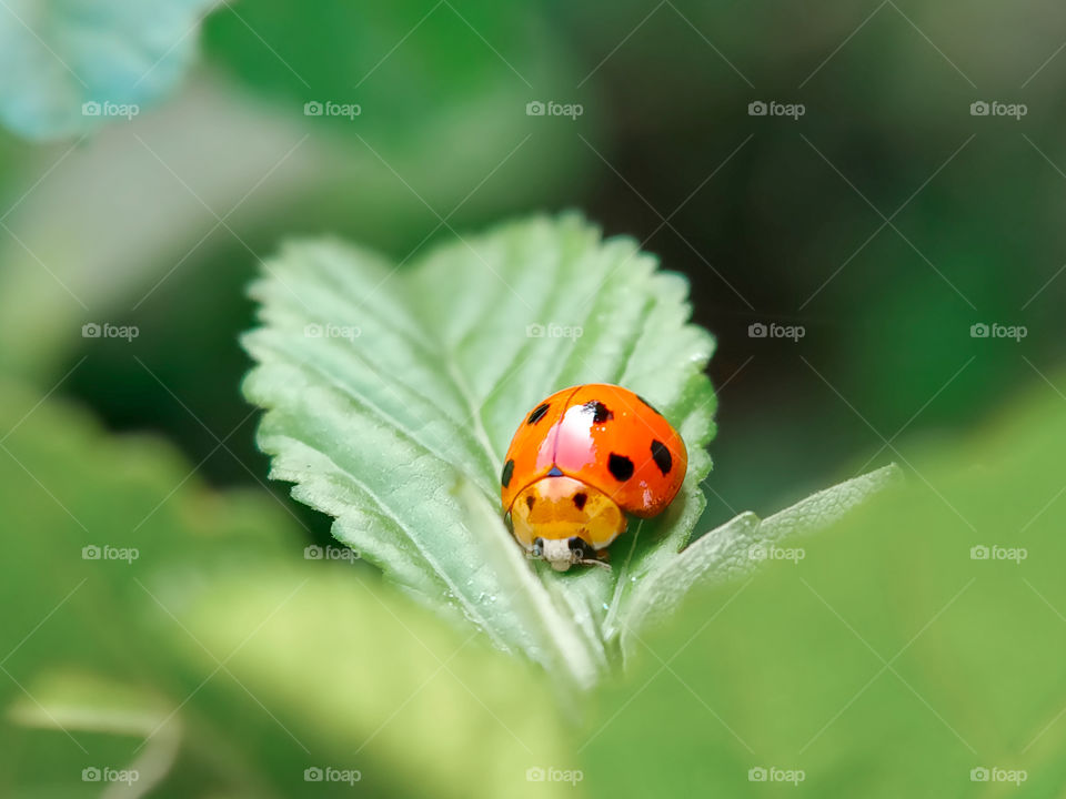 An orange ladybug is foraging on a leaf.  Look at its beautiful spots!