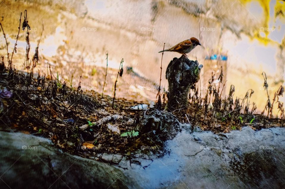 Bird on a wooden stump 