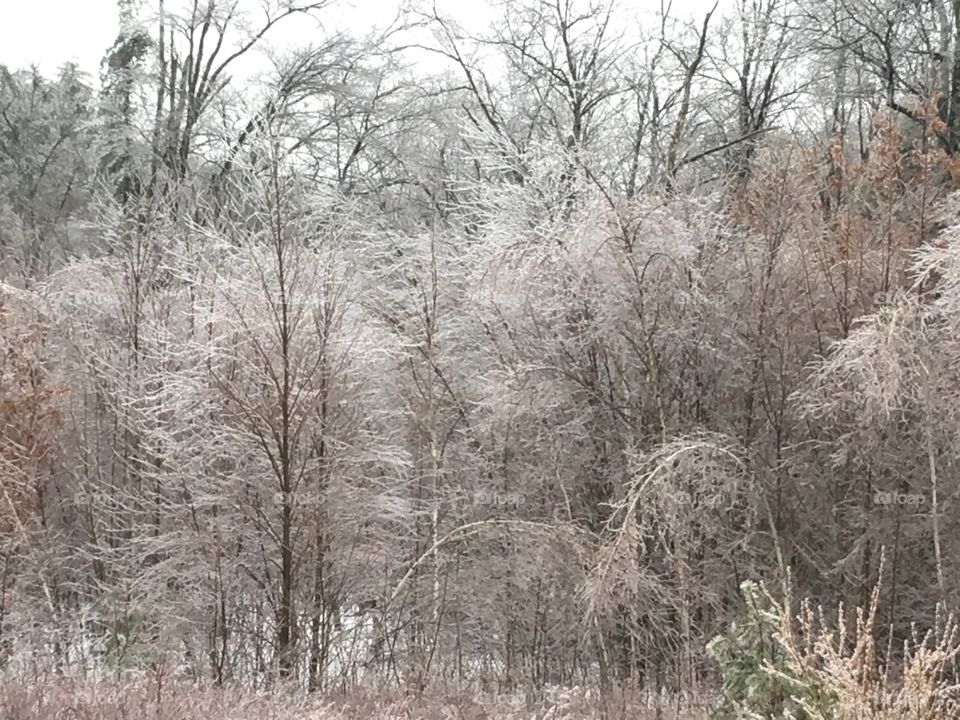 Winter, Frost, Snow, Tree, Cold