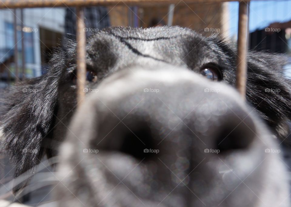 Dog at adoption event. She is so happy and ready for her photo. Just as I clicked the pic, she put her snout they the cage and produced this super close up.