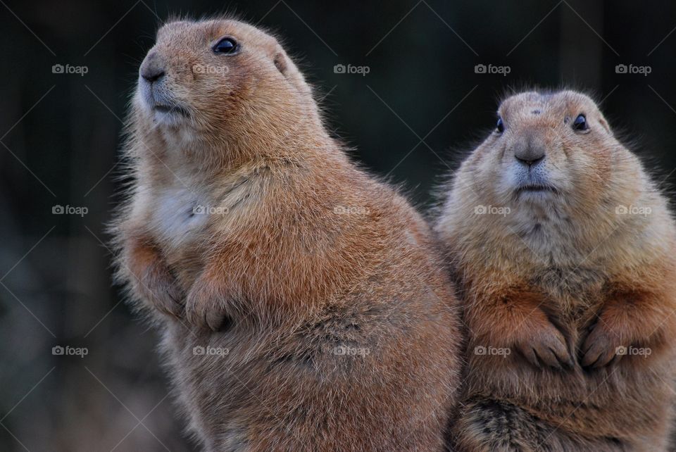 Two marmots