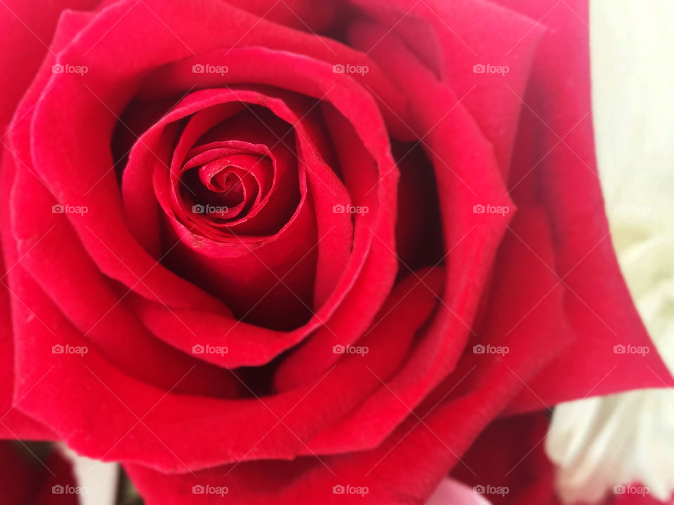 Look like cheerful girl, that why some people say women just like roses. From this pictur I do agree