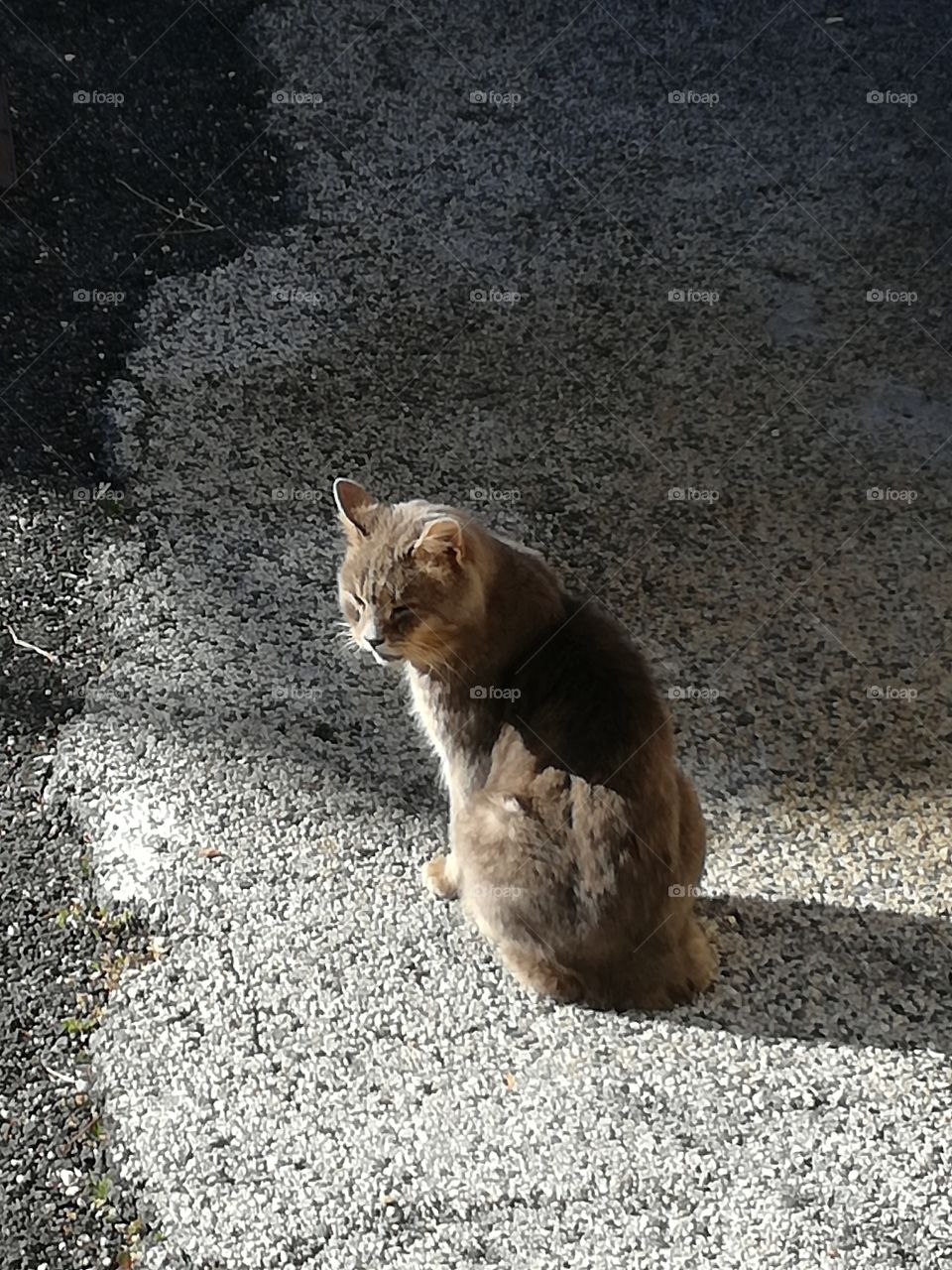 A cat warms up in the sun