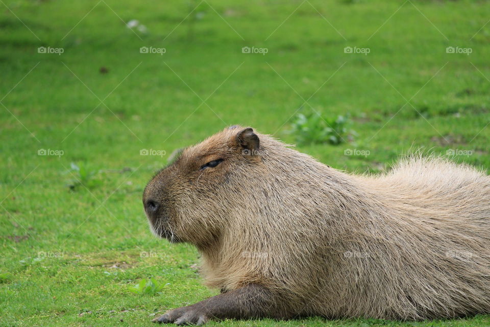 Capybara