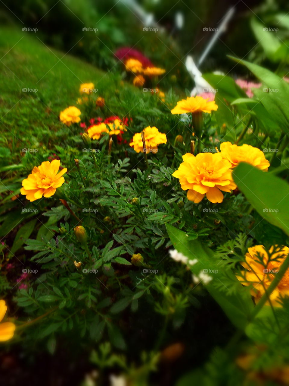 Low angle view of marigolds along edge of lawn
