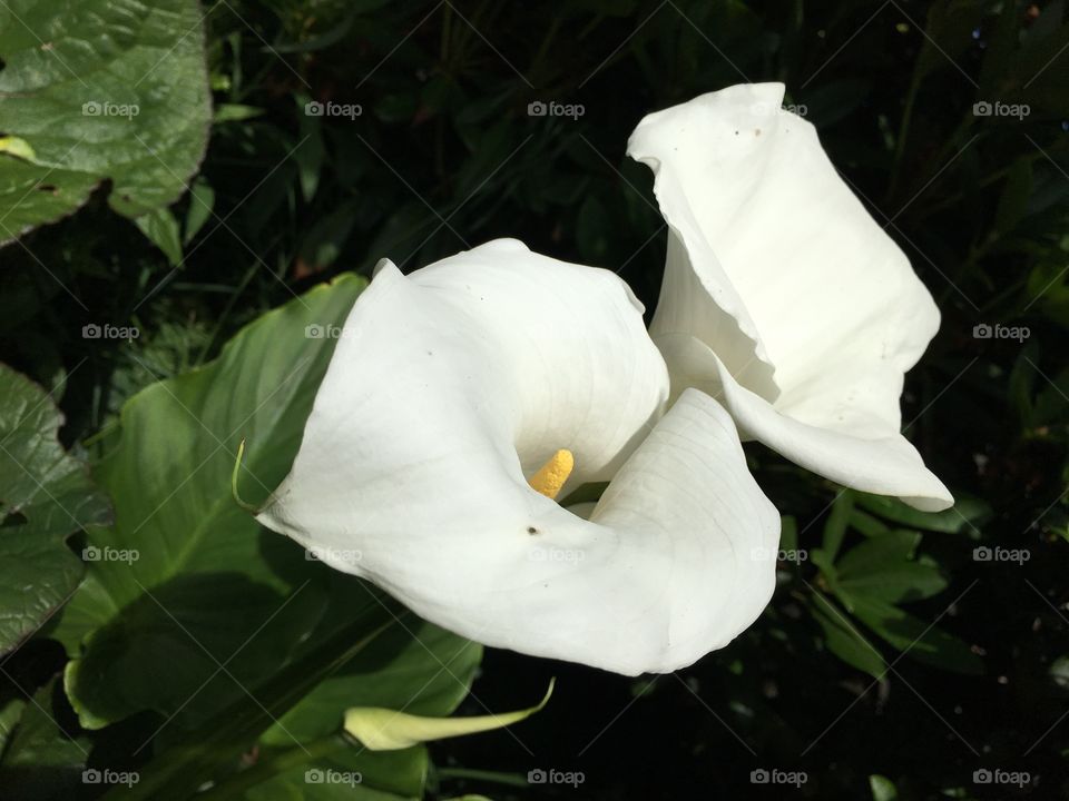 White blooming flower