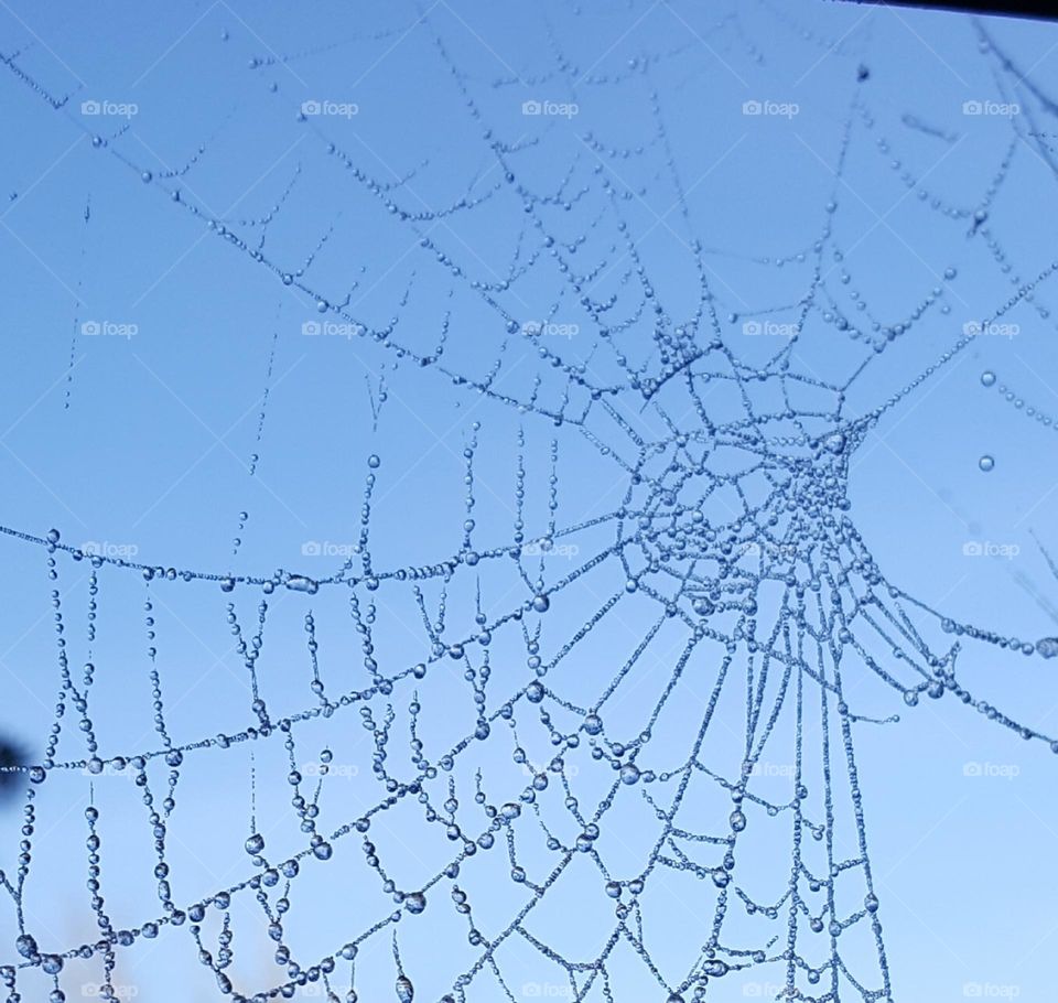 Frosty Spiderweb