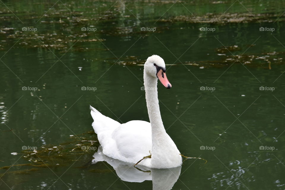 A swan swimming on green water 