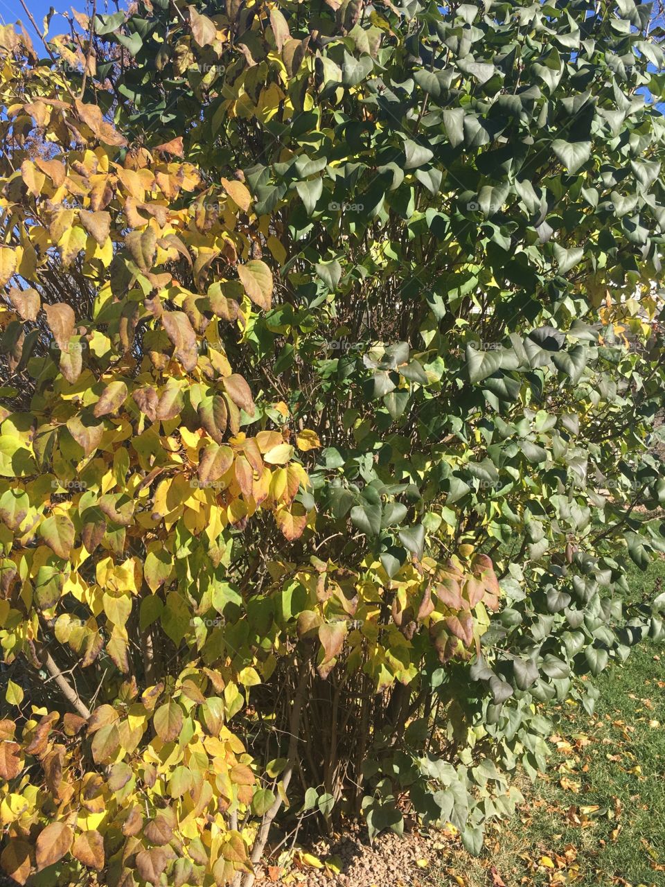 The contrast between yellow leaves and green leaves. 