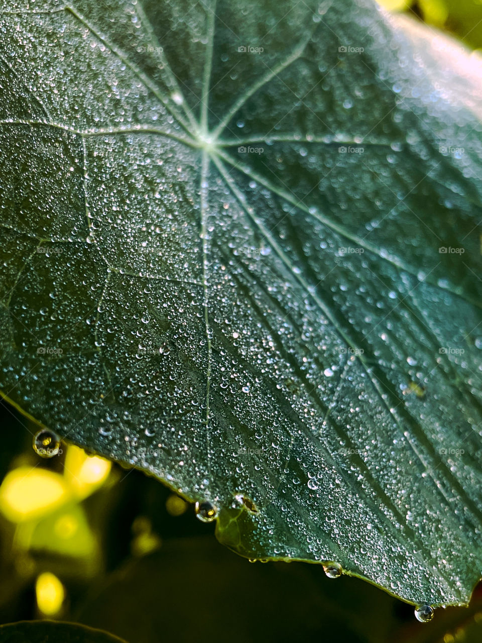 Gloomy mood moody vibe leaf leafs water drops waterdrops droplets drop plant outdoors green dew dewy dewdrops storm rain rainy bubble raindrops raindrop plants 