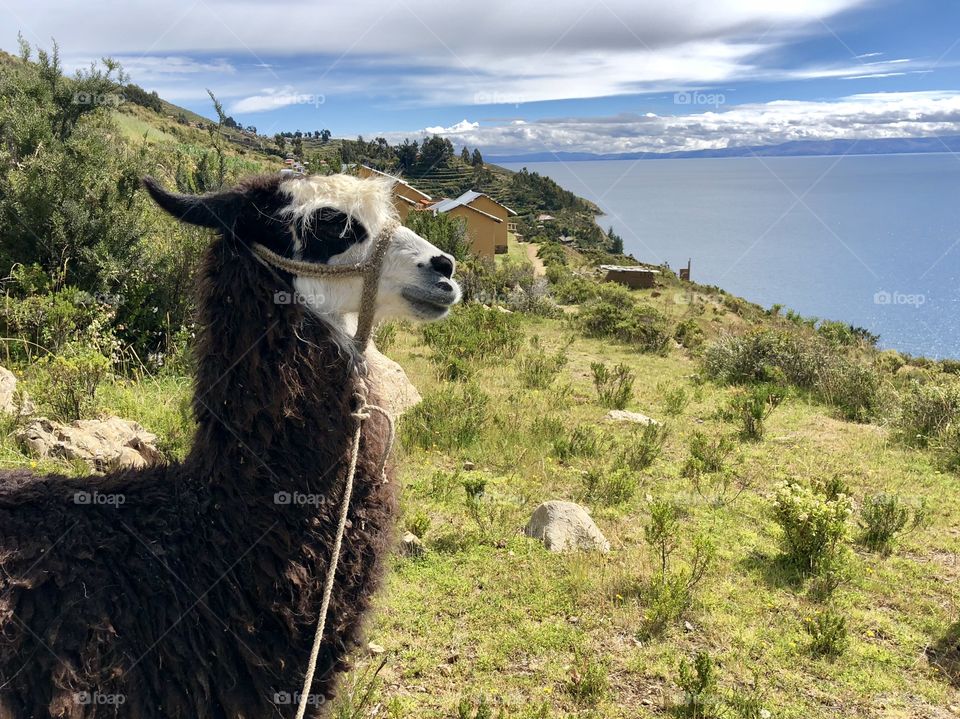 A llama spotted on a mountainside with a scenic view. 