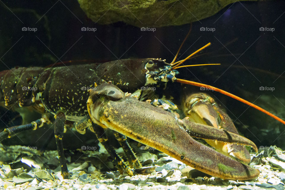 Live lobster - Levande hummer