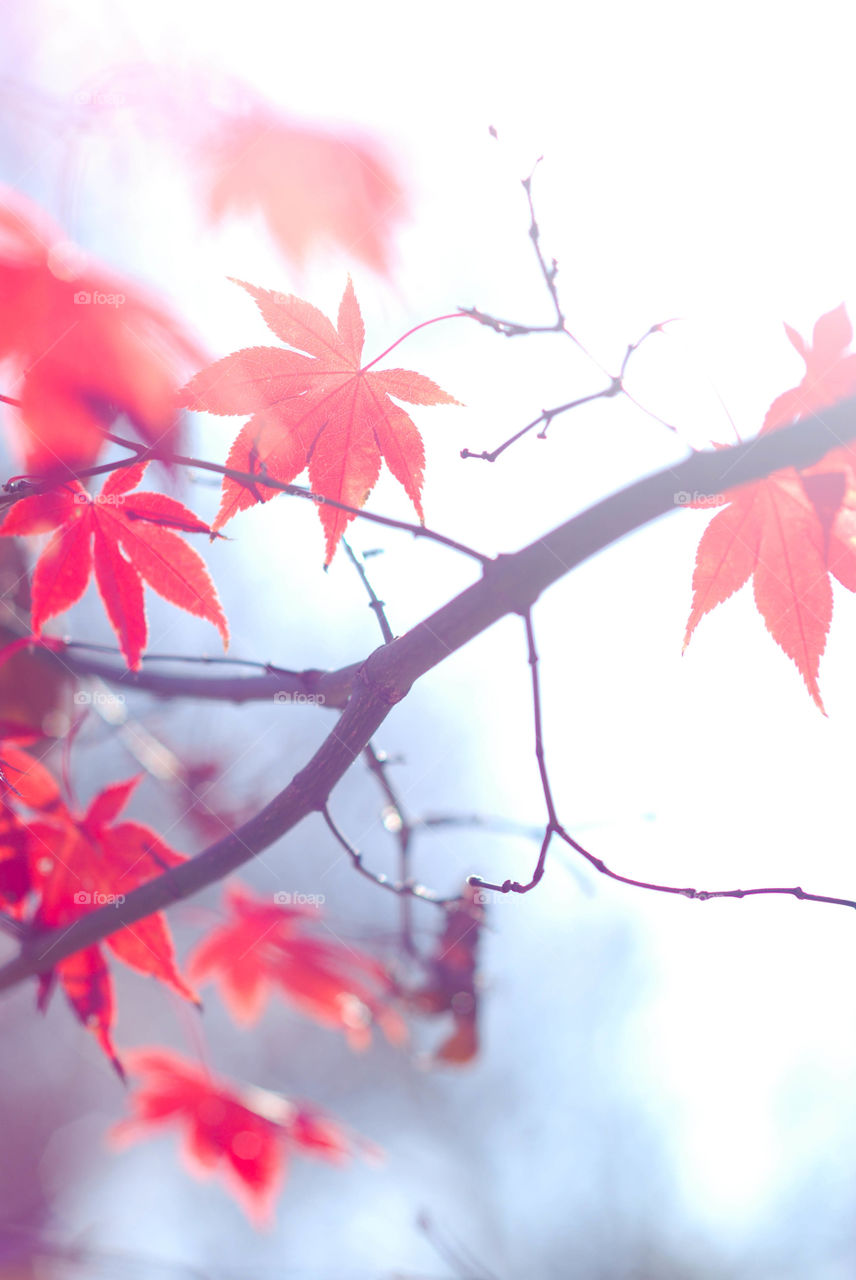 Japanese Maple Tree Branch with Red Leaves