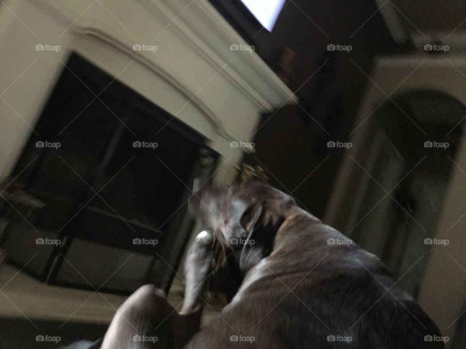 People, Indoors, One, Room, Mammal