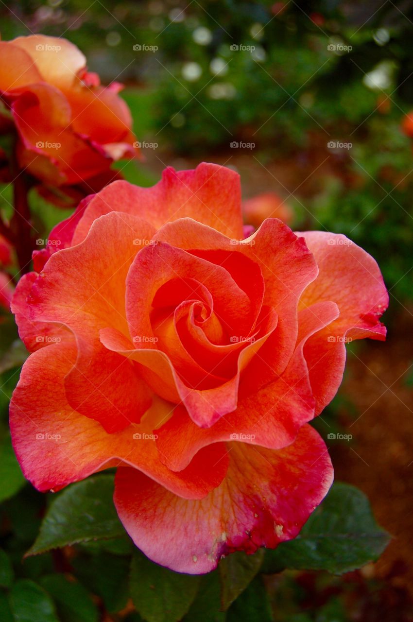 Orange Rose