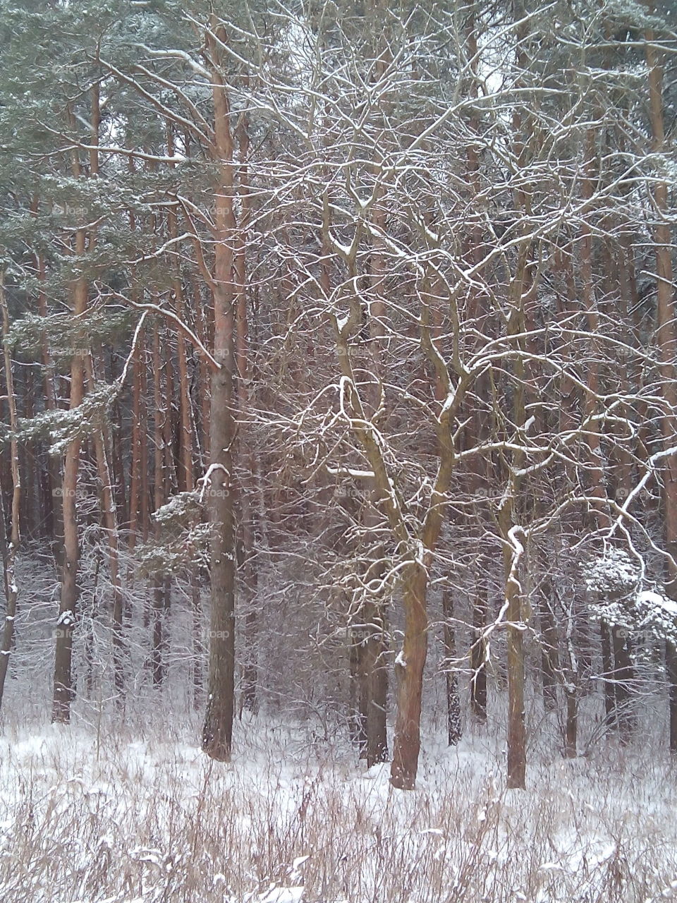 Winter, Snow, Wood, Frost, Tree