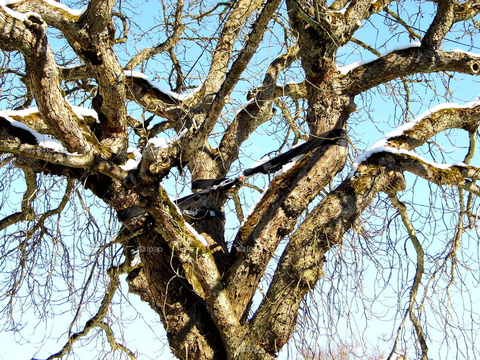 Big  tree in the garden and beware old tree erode, broken