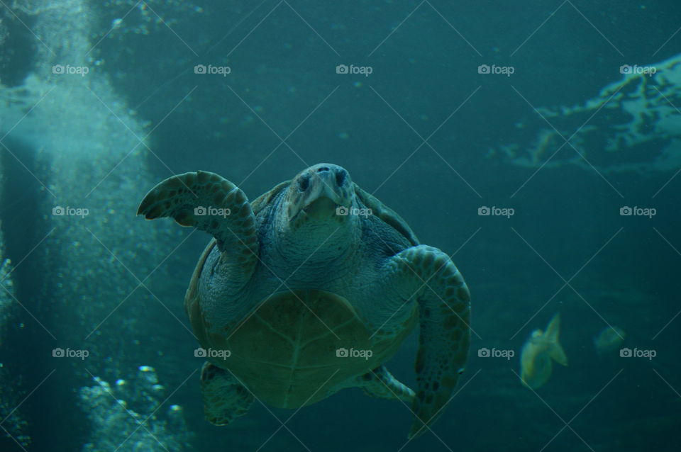 A photogenic turtle swimming up to the camera. Almost seems to be waving with one of its flippers.