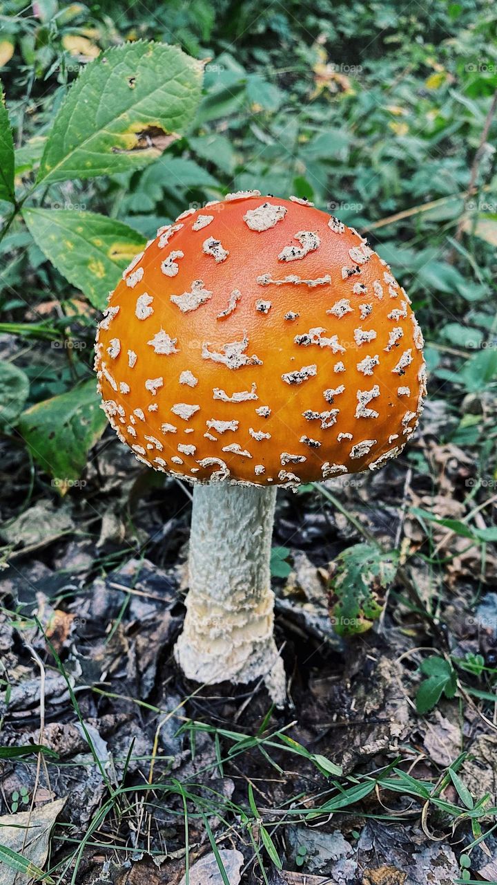 Large orange mushroom